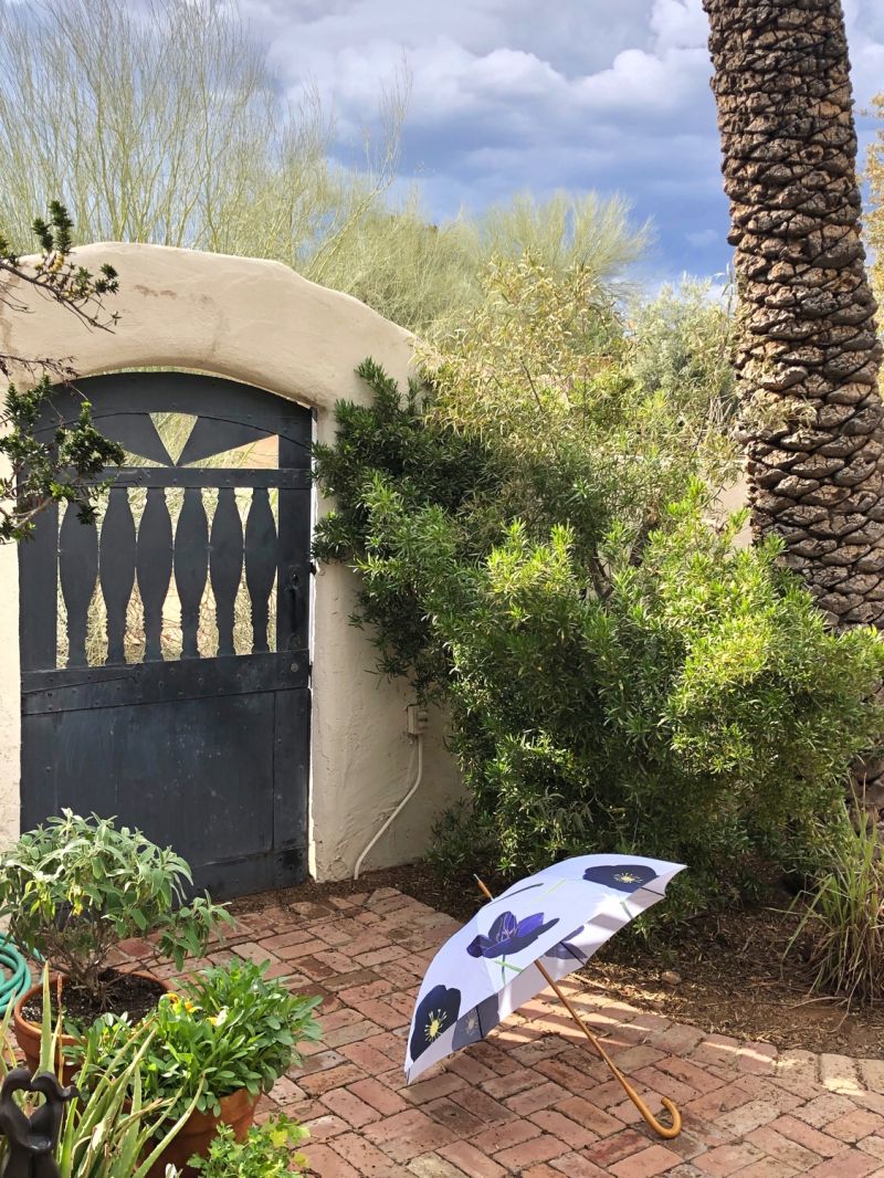 Umbrella:  Black Hellebore on Snow